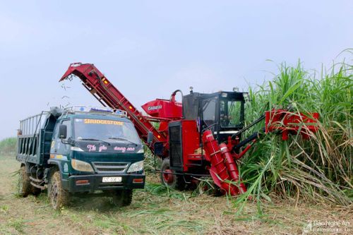 Công ty CP Mía đường Sông Con cơ giới hóa từ trồng đến thu hoạch mía