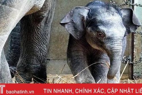 Vườn thú lâu đời nhất Nhật Bản đón voi con đầu tiên sinh ra tại đây