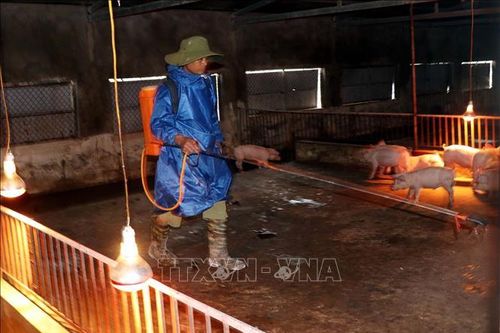 Hà Tĩnh tập trung phòng, chống dịch tả lợn châu Phi