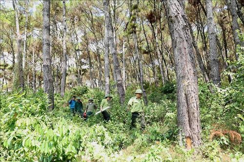 Quản lý bền vững rừng phòng hộ - Bài cuối: Hướng phát triển