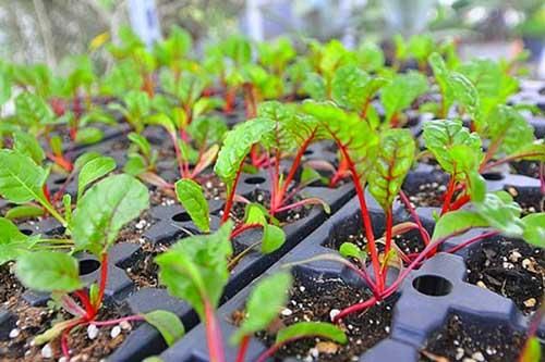 Học cách trồng cải cầu vồng siêu rẻ lại đẹp nhà, ngon cơm
