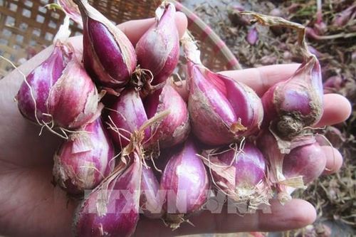 Hành tím được giá cao nhất trong vài năm gần đây