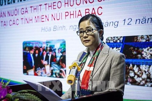 Chăn nuôi gà thịt theo hướng sản phẩm OCOP ở các tỉnh miền núi phía Bắc