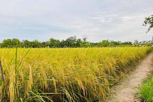 Giá lúa gạo hôm nay ngày 4/12: Giá lúa giảm 100 đồng/kg