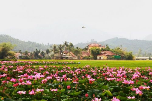 Đồng Tháp: Thay đổi tư duy sản xuất tại hợp tác xã