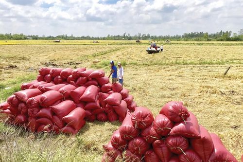 Được ưa chuộng, giá gạo xuất khẩu tăng mạnh