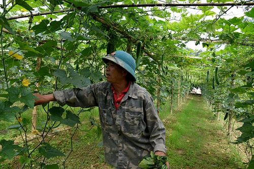 Trồng bí bằng giàn lưới: Ðầu tư thấp, năng suất cao