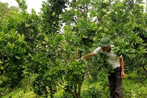 Ðiện Biên Ðông lan tỏa phong trào thi đua 'Cựu chiến binh gương mẫu'