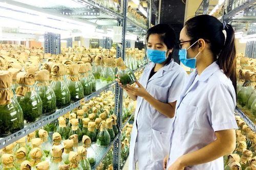Chuẩn bị cây giống chất lượng cho mùa trồng rừng 2021