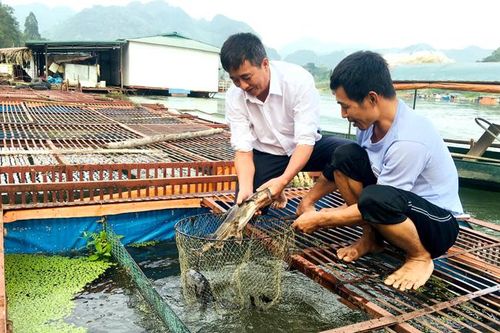Nông Tiến người nuôi cá lồng gặp khó