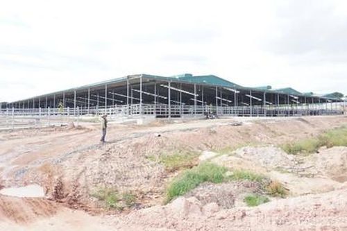 Trang trại bò 4000 con làm trên đất rừng