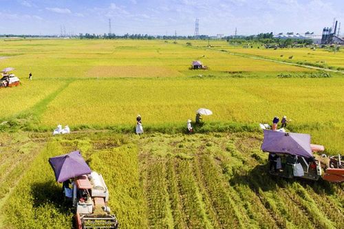 Ngành Nông nghiệp Hà Nội dự kiến đạt mức tăng trưởng 4,2% năm 2020: Tạo nền tảng phát triển mới