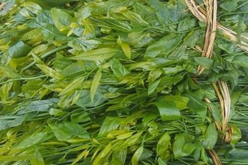 Rau ngót rừng