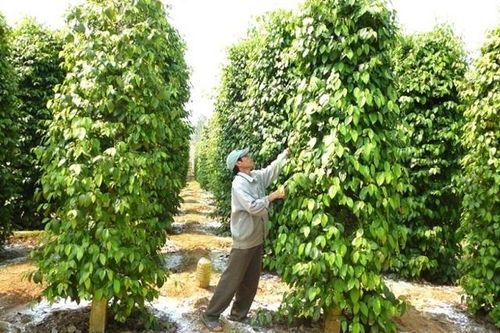 Giá tiêu hôm nay 5/12: Đồng loạt biến động phiên cuối tuần, giá tiêu xuất khẩu đang đà tăng