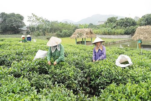 Mô hình kiểu mẫu xây dựng xã nông thôn mới tại Thái Nguyên