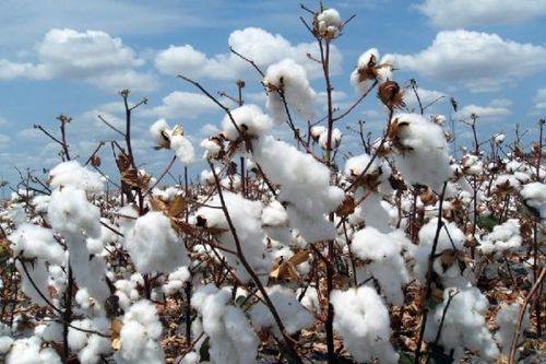 Thị trường nông sản quốc tế: Giá cà phê, đường, cao su giảm, giá ca cao và bông tăng trong phiên cuối tuần
