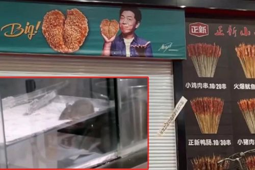 Đang ăn gà rán, thực khách hoảng hốt thấy chuột bò trên khay bột mỳ