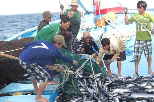 Gỡ 'thẻ vàng' cho thủy sản Việt: Nhiều chuyển biến tích cực