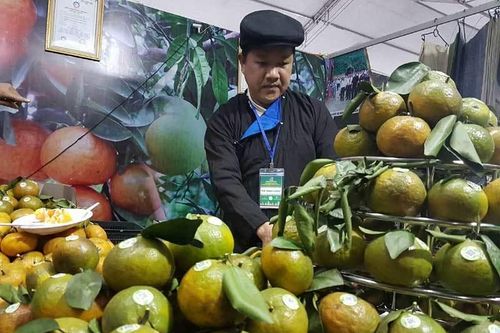 Hà Giang chuyển làm hàng chất lượng, đẩy mạnh chế biến sau quả cam