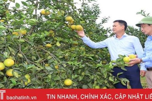 Vũ Quang có thêm 11 sản phẩm đủ điều kiện tham gia OCOP cấp tỉnh Hà Tĩnh