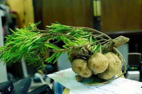 Loại nấm mọc trên ngọn cây, giá vài triệu/kg vẫn được khách lùng mua quanh năm vì 'ít có, khó tìm'