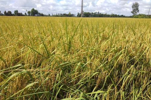 Giá lúa gạo hôm nay ngày 5/12: Đồng loạt tăng tại nhiều địa phương