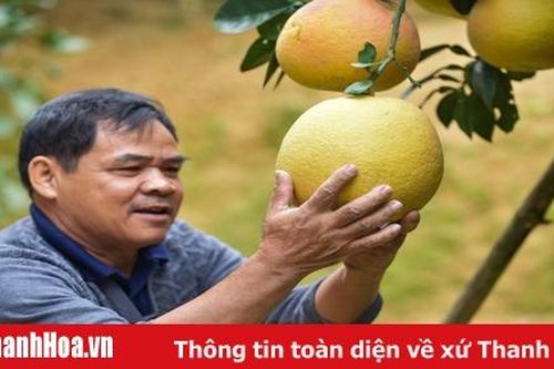 Sống khỏe nhờ bưởi tiến vua