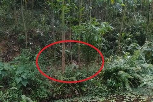 Phát hiện 2 người chết trong rừng