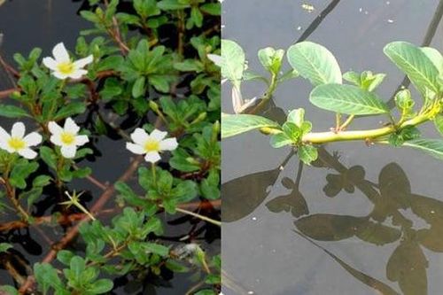 Thứ rau lợn thích ăn không ngờ lại giải độc, giải rượu, trị bệnh rất hiệu quả