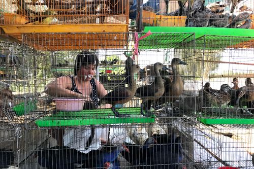 Hẩm hiu số phận chim trời