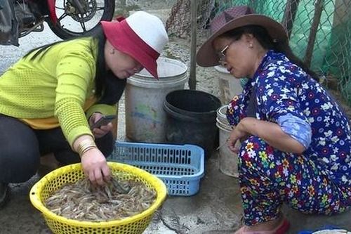 Phú Yên: Ngư dân trúng đậm tôm đất