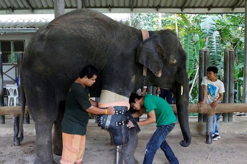 Bệnh viện dành riêng cho voi đầu tiên trên thế giới