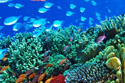 Australia bảo vệ rạn san hô lớn nhất thế giới