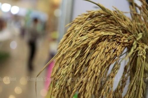 Thái Lan thực hiện chiến dịch củng cố danh hiệu gạo Thái