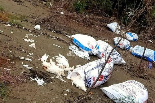 Nghệ An: Hàng chục bao tải gà chết vứt la liệt ven biển