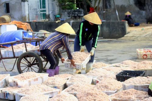 Ngư dân Nghệ An đánh bắt ruốc biển thu tiền triệu mỗi ngày