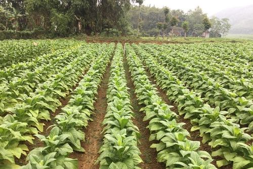 Nhiều kết quả nghiên cứu được ứng dụng có hiệu quả vào thực tế sản xuất