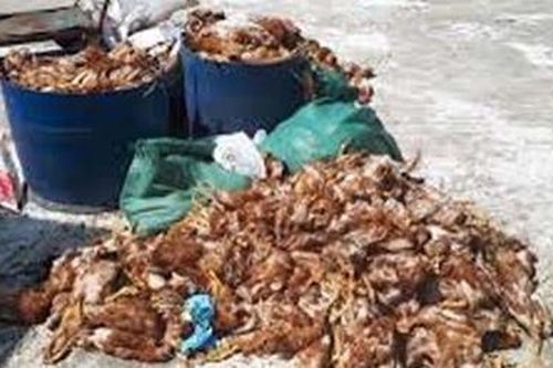 Gần 30 bì gà chết vứt tràn lan dọc bờ biển