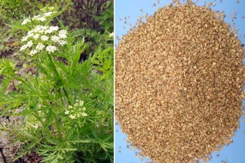 Bài thuốc trị viêm vùng kín