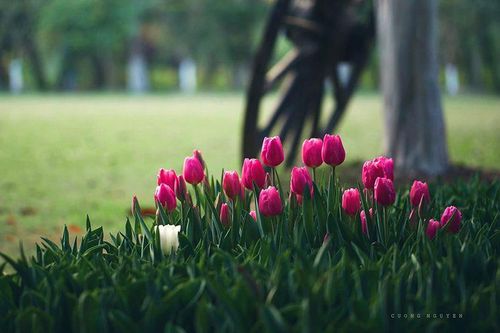 Gieo trồng những bông hoa trong khu vườn tâm trí