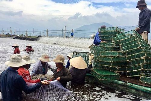 Làm giàu từ nuôi tôm trên bạt