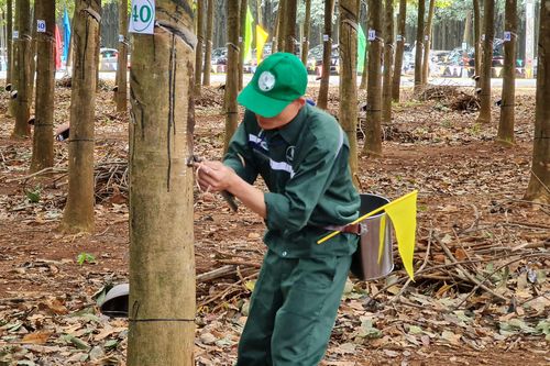 205 thí sinh dự Hội thi Bàn tay vàng thu hoạch mủ cao su