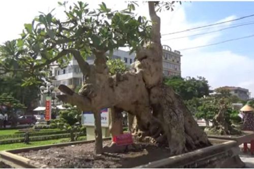 Mãn nhãn cây hoa sữa dáng 'voi một ngà', khách trả 6 tỷ không bán