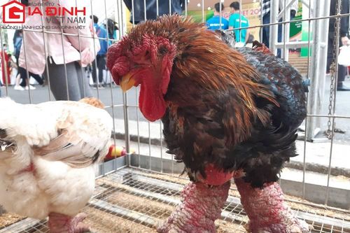 Ngắm cặp gà tiến vua 'khủng' được rao bán hàng chục triệu đồng