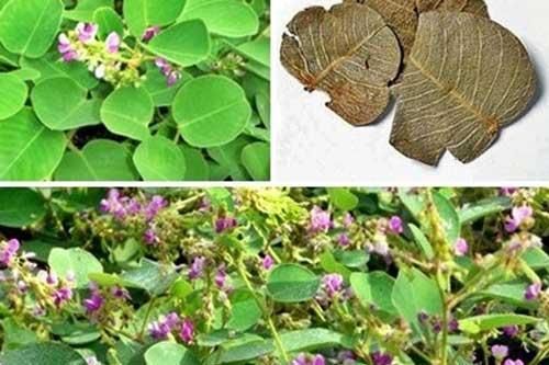 Tác dụng của cây kim tiền thảo trong việc chữa sỏi thận