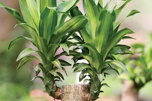 Cây cối cũng có thể 'tình tứ' với nhau?