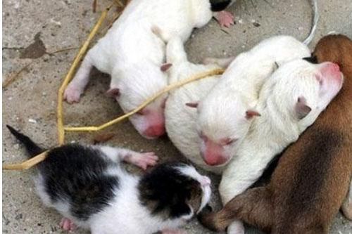 Chuyện lạ: Chó sinh ra mèo