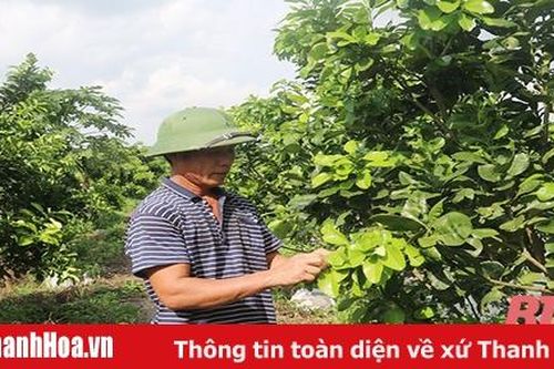 Huyện Thọ Xuân phát triển nông nghiệp theo hướng bền vững