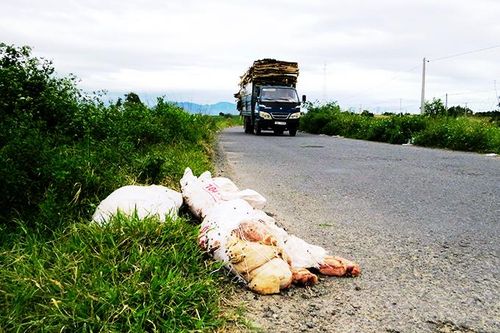 Vứt heo chết trên đường