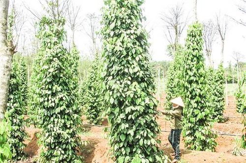 Giải pháp để cây công nghiệp chủ lực phát triển bền vững